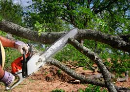 Best Emergency Tree Removal  in Meadow Oaks, FL